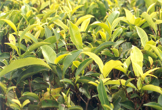 feuilles de thé au soleil